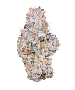 Baked Bags Gelato 41 3.5g kaufen – Premium THCa Blüten